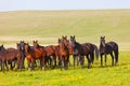 Herd of horses Royalty Free Stock Photo