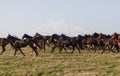 Herd of horses on a summer pasture. Royalty Free Stock Photo