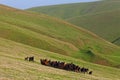 Herd of horses on a summer pasture Royalty Free Stock Photo