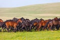Herd of horses on a summer pasture. Royalty Free Stock Photo