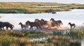 Herd of horses on a summer pasture Royalty Free Stock Photo