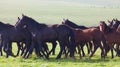 Herd of horses on a summer pasture Royalty Free Stock Photo