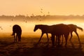 Herd of horses at sunrise over which flies a flock of bird