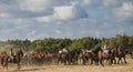 Herd of horses during the Traditional take out of the mares at Donana National Park, Spain Royalty Free Stock Photo