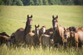 Herd of Horses Royalty Free Stock Photo