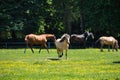 A herd of horses trot or walk in a paddock Royalty Free Stock Photo