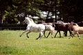 a herd of horses trot or walk in a paddock Royalty Free Stock Photo