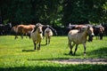 A herd of horses trot or walk in a paddock Royalty Free Stock Photo