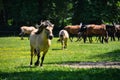a herd of horses trot or walk in a paddock Royalty Free Stock Photo