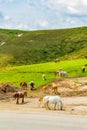 Herd of horses by Troyan pass on mountain meadow Central Balkan Bulgaria Royalty Free Stock Photo