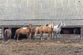 Herd of multi-colored horses leaving old stable in open air. Summer walk in pasture.