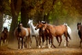 Herd of horses on the village road