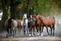 Herd of horses on the village road