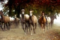 Herd of horses on the village road Royalty Free Stock Photo