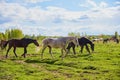 A herd of horses is walking on green grass