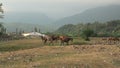 Herd of horses walking through a meadow in the countryside