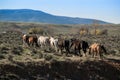 Herd of horses Royalty Free Stock Photo