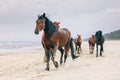 A herd of horses walking on the windy seashore. Royalty Free Stock Photo