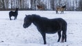 The herd of horses walks on the snow covered field. Funny shaggy horse looks at us Royalty Free Stock Photo