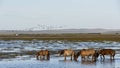 Herd of Horses in Water with Birds Mongolia