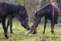 Herd of horses welcoming a newborn foal Royalty Free Stock Photo