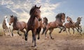Herd of horses Royalty Free Stock Photo