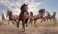 Herd of horses