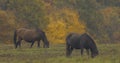 Herd of Hucul horses grazing in the morning