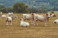 Herd of hungarian big gray cow on the pasture Royalty Free Stock Photo