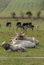 Herd of hungarian big gray cow on the pasture Royalty Free Stock Photo