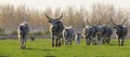 Herd of Hungarian Grey cattle cows with long dangerous horn