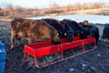 Herd of hungry cows feeding from a trough