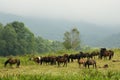 Herd of Hutsul horses on the grass, Poland, Bieszczady Mountains, Wolosate Royalty Free Stock Photo