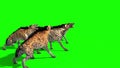 Herd of Hyenas Animals Attacks Side Green Screen 3D Rendering Animation