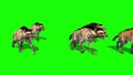 Herd of Hyenas Animals Walks Green Screen 3D Rendering Animation