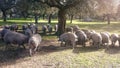 Herd of Iberian acorn pigs in the meadow