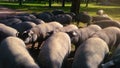 Herd of Iberian acorn pigs in the meadow