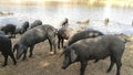 Herd of Iberian acorn pigs in the meadow