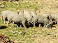 Herd of Iberian pigs grazing in the open