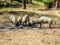 Herd of Iberian pigs grazing in the open