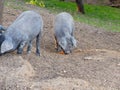 Herd of Iberian pigs grazing in the open