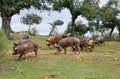 Herd of Iberian pigs and oaks