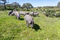 Herd of Iberian pigs in the pasture of Huelva, Andalusia, Spain. Focus is in the nearest pig with shallow deep of field