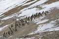 Herd of ibex or mountain goats ascends a mountain slope