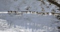 Herd of ibex or mountain goats migrates along the ridge Royalty Free Stock Photo