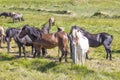Herd of iceland ponys on green meadow in summer Royalty Free Stock Photo