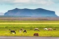 Herd of Icelandic horse with cow grazing grass on pasture on summer in Iceland Royalty Free Stock Photo