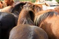 Herd of Icelandic horses