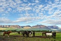 Herd of Icelandic horses in the farm of Varmahlid village, mountain landscape and partially cloudy sky are at background