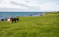 Herd of icelandic horses on green meadow Royalty Free Stock Photo